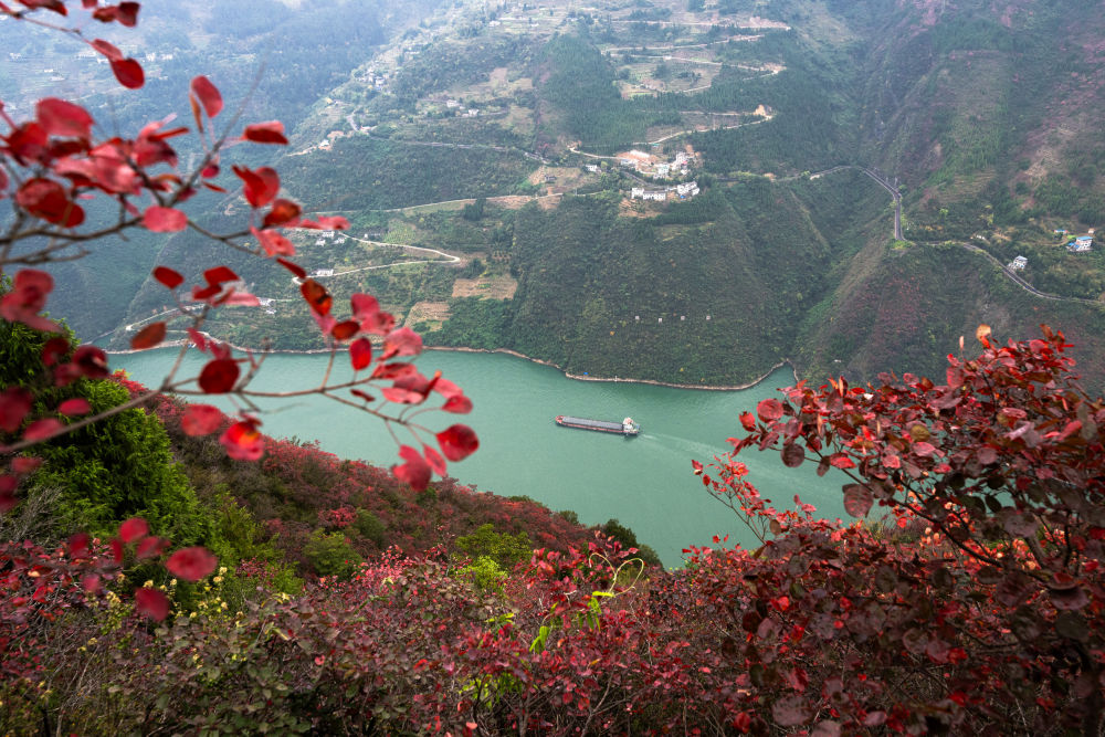 船舶行駛在紅葉掩映下的長江三峽重慶市巫山縣水域（2023年11月30日攝）。新華社記者 肖藝九 攝