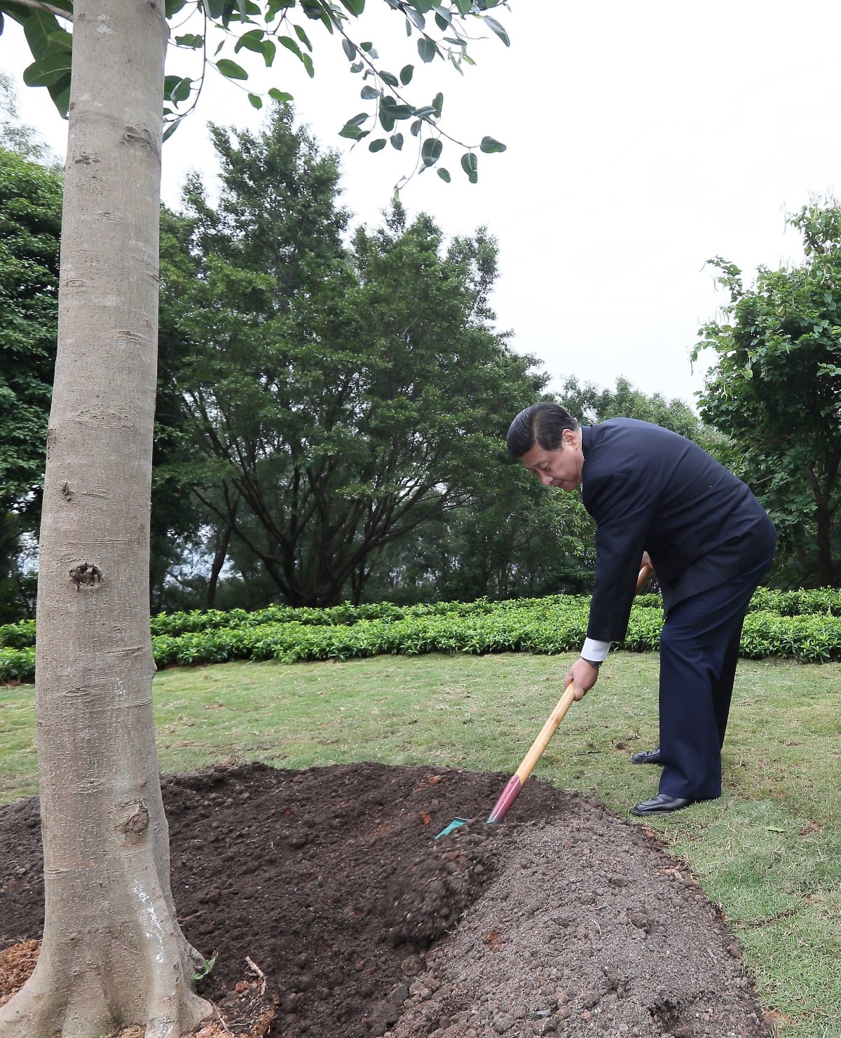 2012年12月8日，習(xí)近平在深圳蓮花山公園種下一棵高山榕樹。