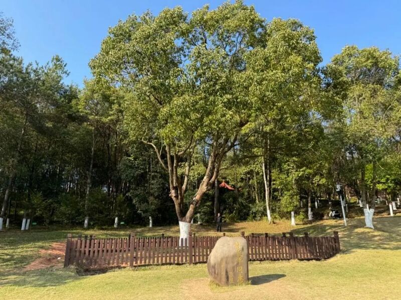 習(xí)近平同志為福建省長汀縣水土保持科教園捐種的香樟樹。圖源：學(xué)習(xí)時報(bào)