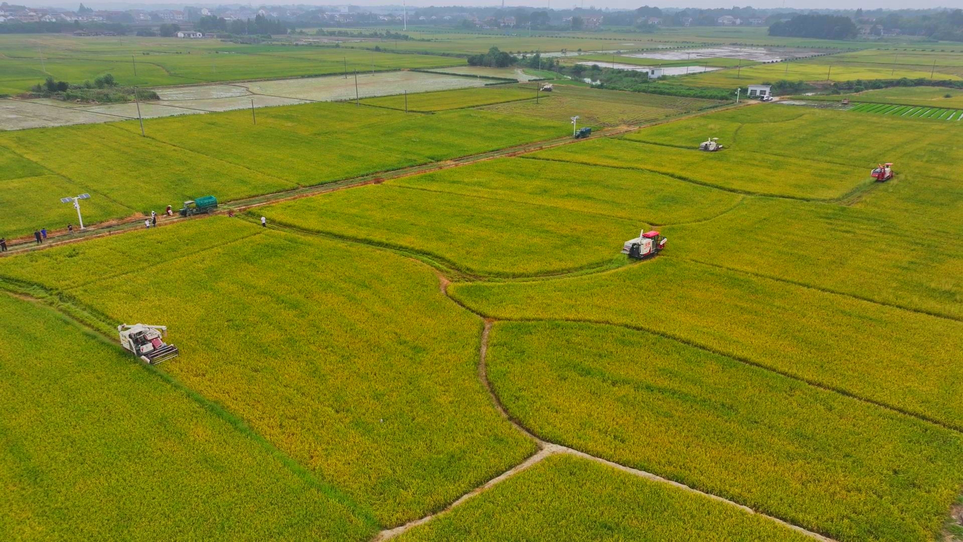 數(shù)臺收割機(jī)同時作業(yè)。常德市鼎城區(qū)融媒體中心供圖