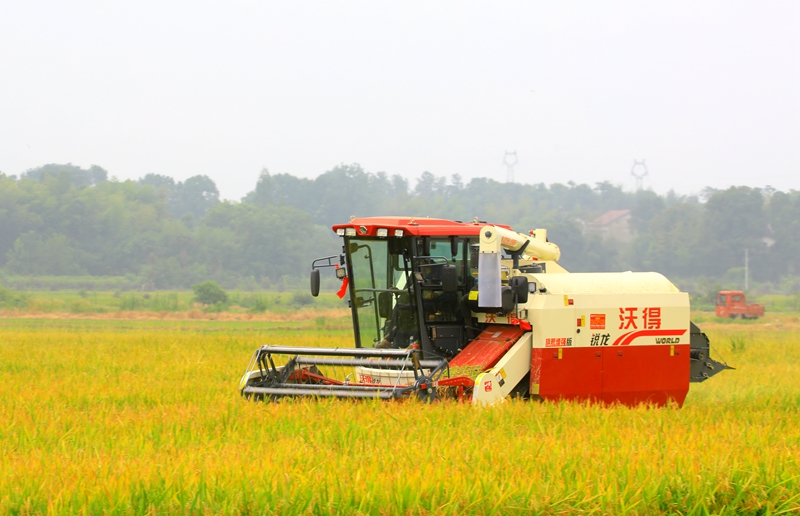 早稻收割忙，農(nóng)機(jī)來助力。常德市鼎城區(qū)融媒體中心供圖
