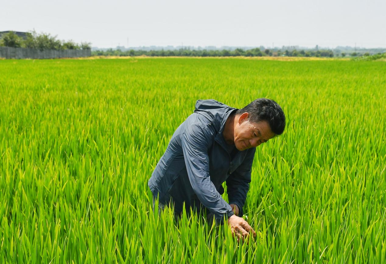 程夕兵在農(nóng)田里檢查水稻種植情況。人民網(wǎng)記者 周坤 攝